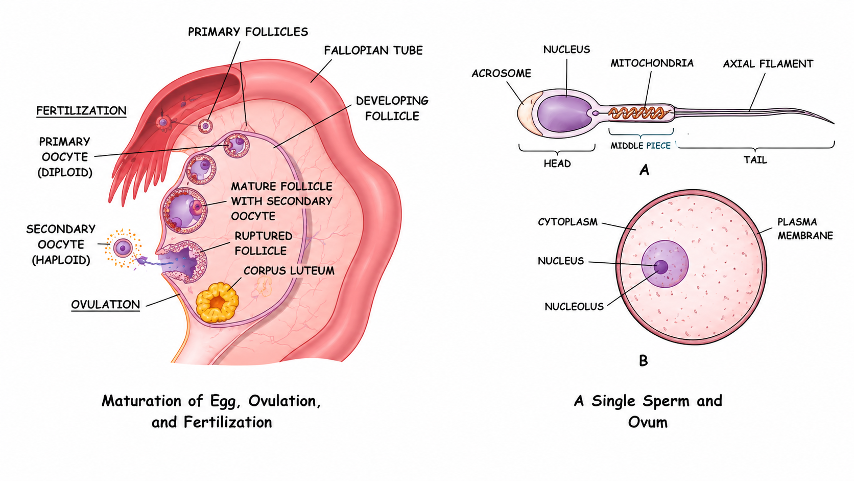 Fig. 11.4 Maturation of egg, ovulation, and fertilization